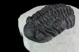 Bargain, Austerops Trilobite - Ofaten, Morocco #92198-2